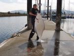 Teresa Sheldon's 87lb Halibut